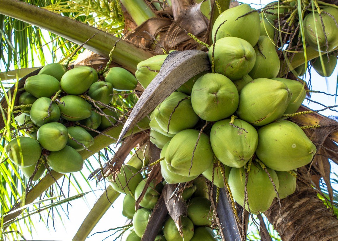 CV WATAMPONE GROUP - COCONUT 6